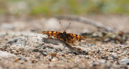 beautiful butterfly in the forest