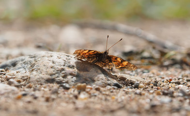 beautiful butterfly in the forest