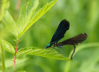 beautiful dragonfly in the forest