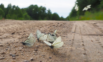 beautiful butterfly on a forest road