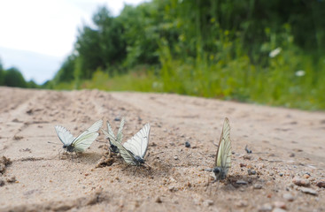 beautiful butterfly on a forest road
