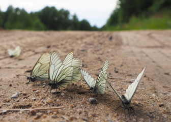 beautiful butterfly on a forest road