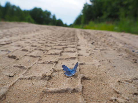 beautiful butterfly on a forest road