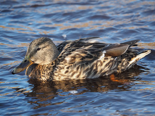 duck on the lake
