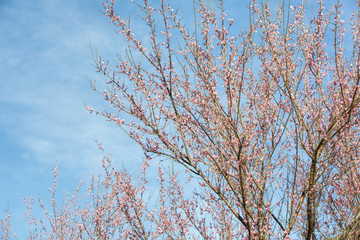 Sakura , cherry blossom, tree