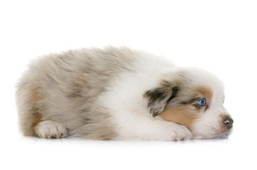 puppy australian shepherd