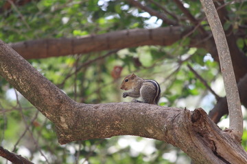 Squirrel eating time