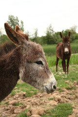 Two donkeys