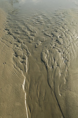 Image of tree formed by water stream on sandy beach at low tide.