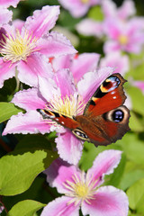 Schmetterling 195