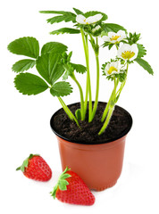 Erdbeeren - Erdbeerpflanzen im Topf