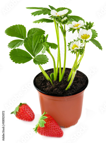 "Erdbeeren Erdbeerpflanzen im Topf" Stockfotos und lizenzfreie Bilder