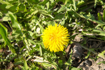 Bright flowers dandelions on background of green meadows.