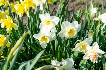 Obraz premium Flower bed with yellow daffodil flowers blooming in the spring, Spring flowers, floral, primroses