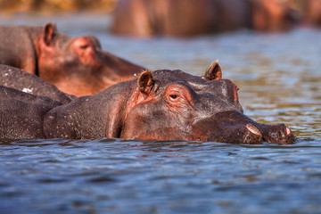Hippopotamuses (Hippopotamus amphibius) swimming in water, Africa