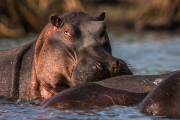 Hippopotamuses (Hippopotamus amphibius) swimming in water, Africa. Close up