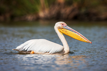 Great white pelican swimming on Lake Narasha National Park, Kenya, Africa
