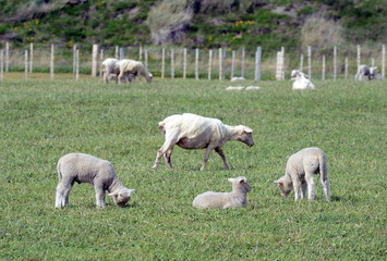 Fototapeta premium Pasture for sheep in the village of Cameron. Tierra Del Fuego.