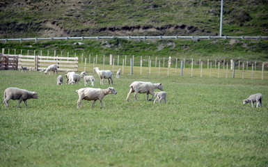 Obraz premium Pasture for sheep in the village of Cameron. Tierra Del Fuego.