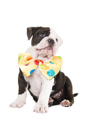 Cute sitting english bulldog puppy dog looking up wearing a party bow isolated on white background