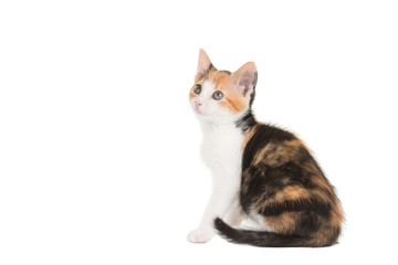 Cute sitting female tortoiseshell young cat seen from the side isolated on a white background