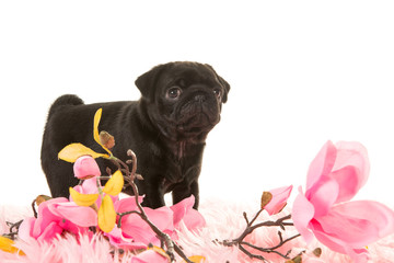 Cute standing pug puppy seen from the side on a pink fur with pink flowers on a white background
