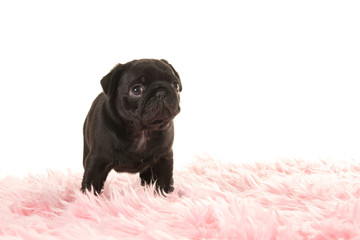 Cute standing black pug puppy dog looking up on a pink fur on a white background