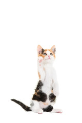 Cute tortoiseshell kitten cat looking up and stick her paw up on a white background