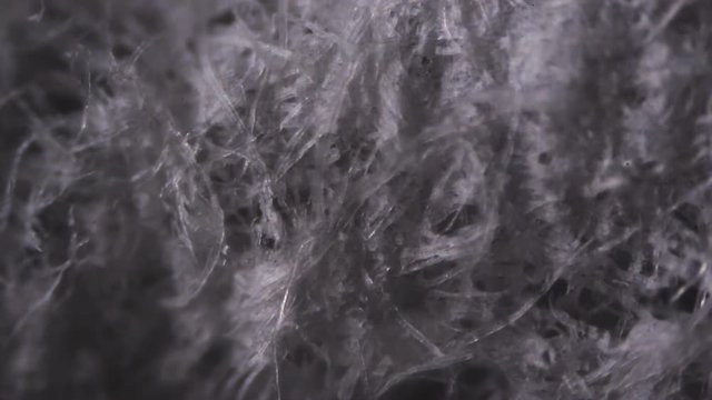 Tissue paper fibers under the microscope.