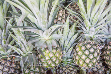 Fototapeta premium Ripe pineapple as Background