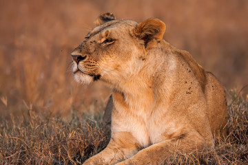 Close-up portrait of a majestic lioness in nature, Africa