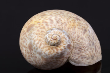 single sea shell of marine snail on black background
