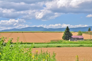 Fototapeta na wymiar Gold wheat field and blue sky in Biei, Hokkaido, Japan.