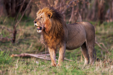 Male lion standing in the grass at sunset, Kenya. 