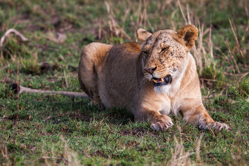 Fototapeta na wymiar Portrait of a majestic lioness in nature lying on the grass savannah, Africa
