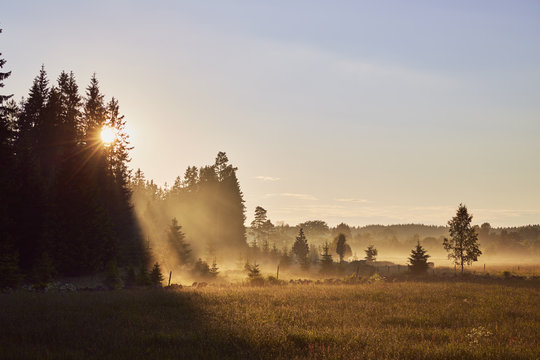 Scenic view of field during sunset
