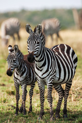 Two Zebras create perfect symmetry and harmony while playing, heads together