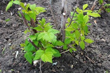 Green shoots of raspberries in early spring