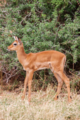 Young Impala baby stands and watching other antelopes in a game reserve