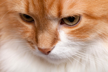 fluffy ginger cat