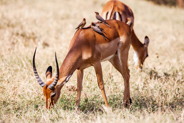 Birds sitting on impala antelope walking the grass landscape, Africa