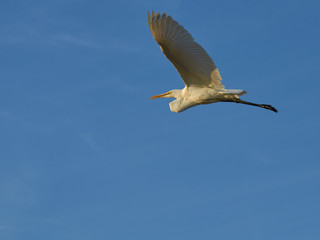 A heron in flight isolated against a blue sky