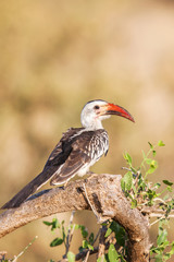 African Hornbill found in South Africa