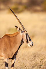 Portrait of a gemsbok antelope (Oryx gazella) in desert, Africa
