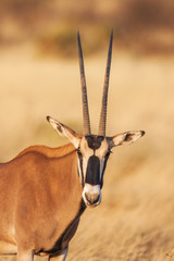 Portrait of a gemsbok antelope (Oryx gazella) in desert, Africa