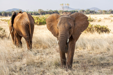 Fototapeta premium Adult african elephant busy grazing in the bush