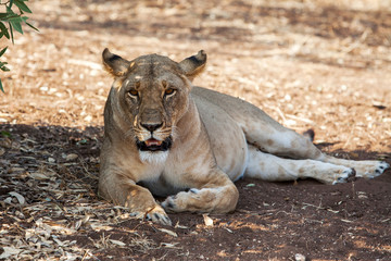 Lioness lies in short grass on low hill. She stares out front of her.