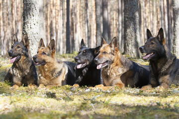German shepherds