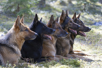 German shepherds