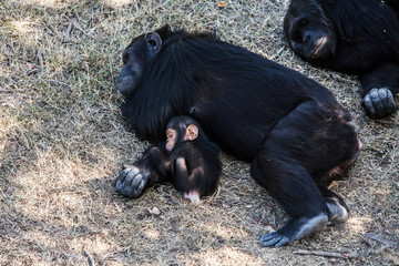 Naklejka premium Chimpanzee baby with mother sleeps, Africa.
